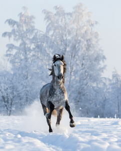 灰色的安达卢西亚马驰骋在雪地上