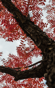 多云的天空，在低光风格的分支树的红叶