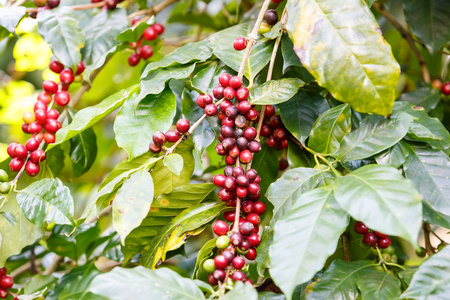 咖啡豆原料林