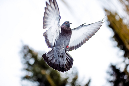 在冬季雪上的野鸽子照片
