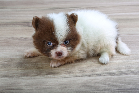 小博美犬施皮茨