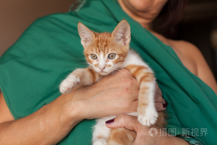 可爱的小红头发小猫在人类的手臂