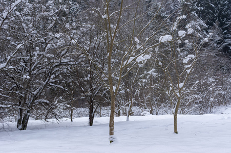树木和灌木的雪堆