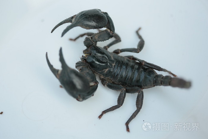 在白色背景上的蝎子