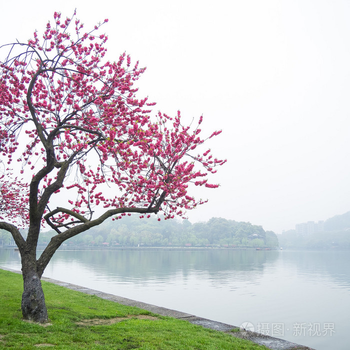 沿湖的粉红色的桃花花树