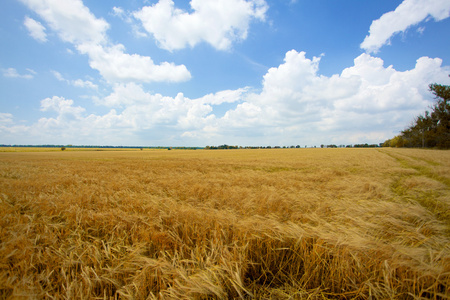 领域的小麦