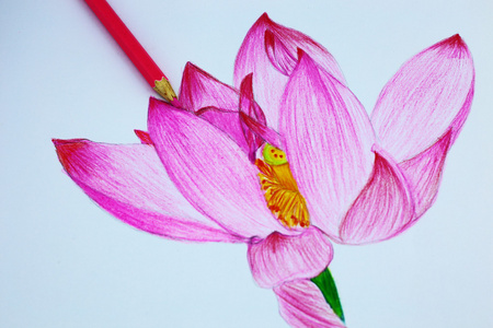 我用铅笔绘图的花