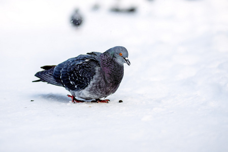 在冬季雪上的野鸽子