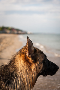 海滩上的德国牧羊犬