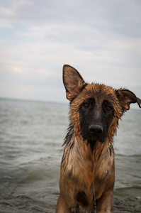 海滩上的德国牧羊犬