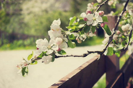 苹果棵开花的树