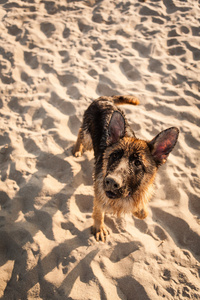 海滩上的德国牧羊犬