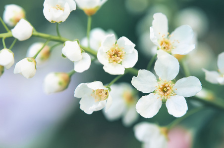 春日的樱花盛开的白花