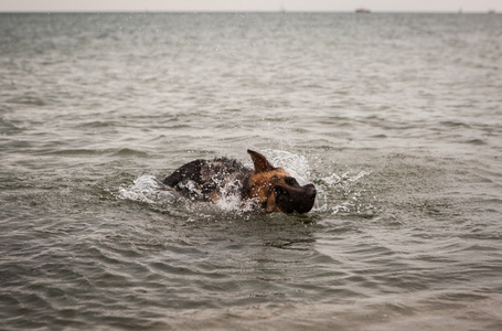 海滩上的德国牧羊犬