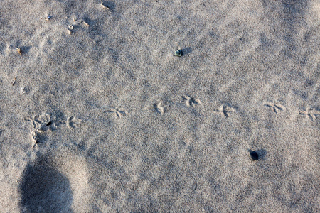 沙地上的鸟的痕迹