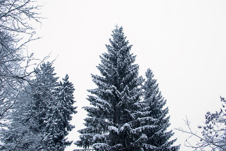 冬季自然树