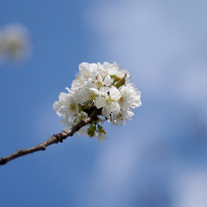 在春天的樱桃树