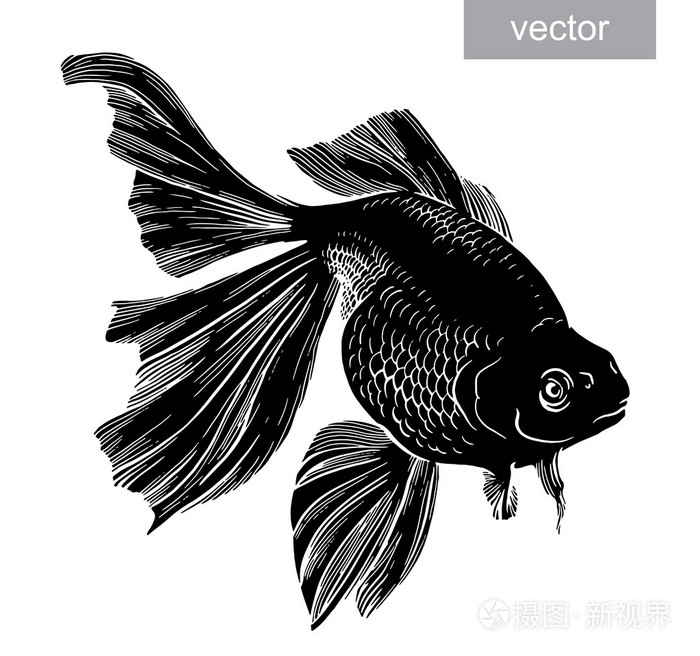 黄金鱼绘制的插图水下雕刻矢量插画-正版商用图片1leic2-摄图新视界