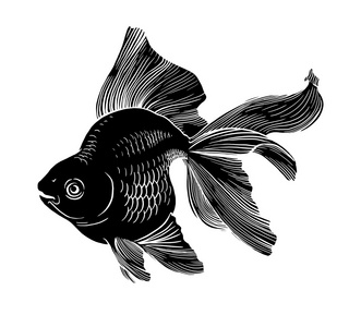 金鱼图图稿线水下雕刻黑色和白色照片