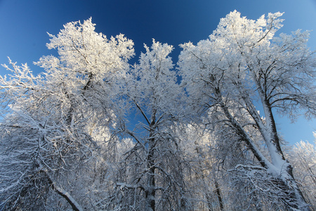 冬天树与雪和深蓝色的天空