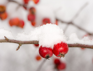 熟透了的苹果被雪覆盖着