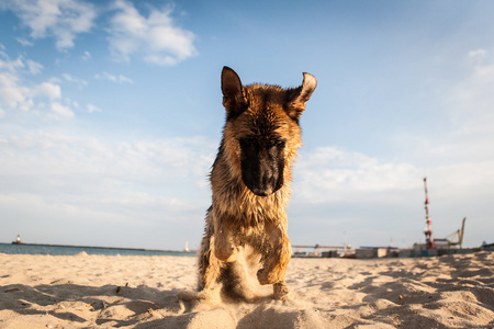 海滩上的德国牧羊犬