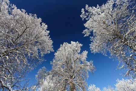 冬天树与雪和深蓝色的天空