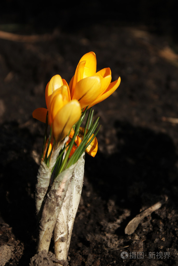 一个黄色郁金香生长在黑土地上