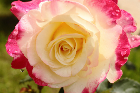美丽的玫瑰粉红色和黄色