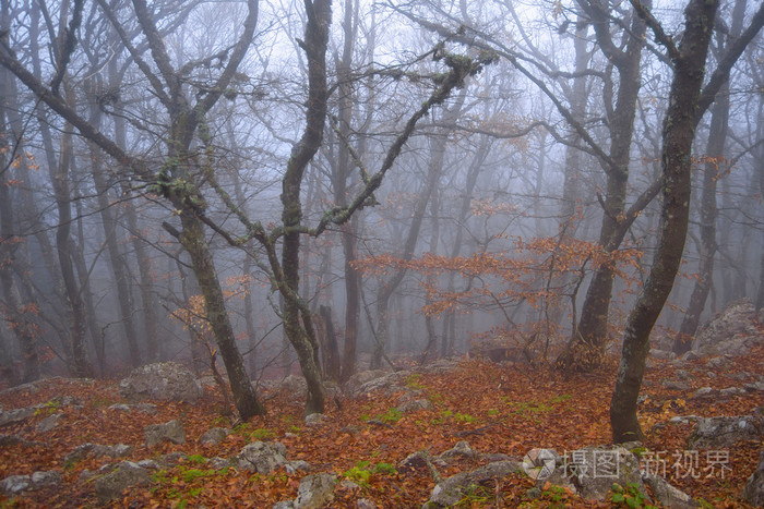 雾蒙蒙的森林里的小树