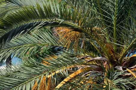 棕榈树的树枝和果实图片