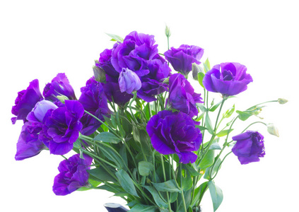 束紫罗兰色洋桔梗花