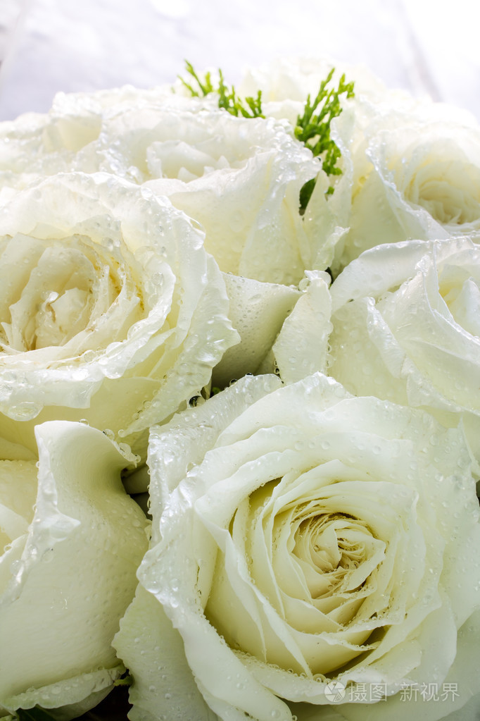 在花瓣白色玫瑰上露水