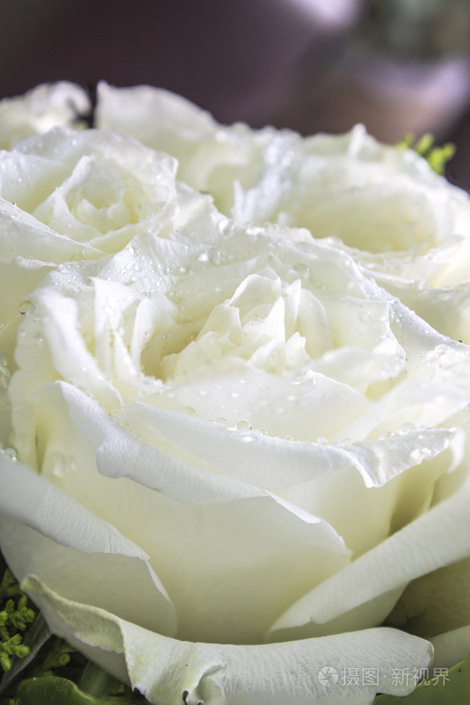 在花瓣白色玫瑰上露水