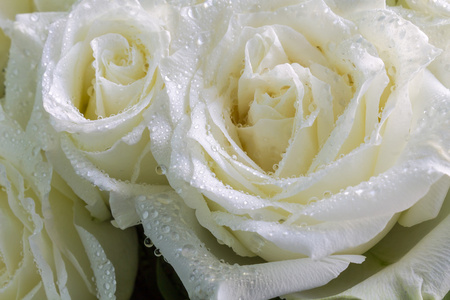 露水在花瓣在花瓣白色玫瑰上露水照片