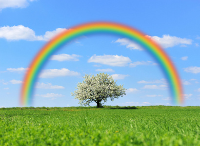 田野彩虹绿色的田野 树和彩虹照片