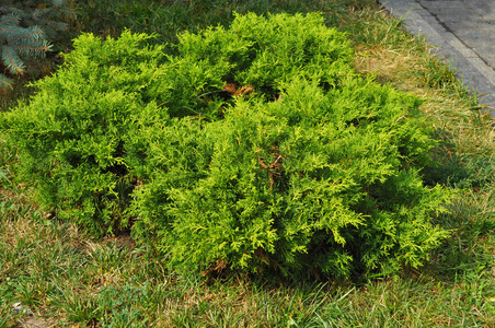 靠近杜松灌木,常绿针叶植物,叶鳞状.