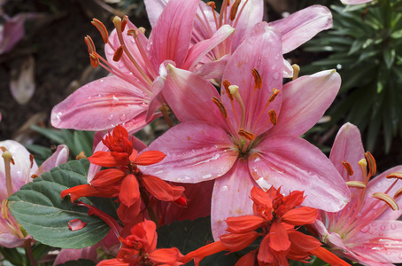 粉色百合花园里的花