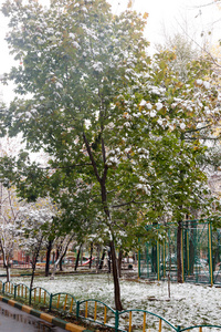 绿色的枫树在城市院子里的第一雪