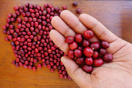 在手上的红色浆果咖啡新鲜咖啡豆