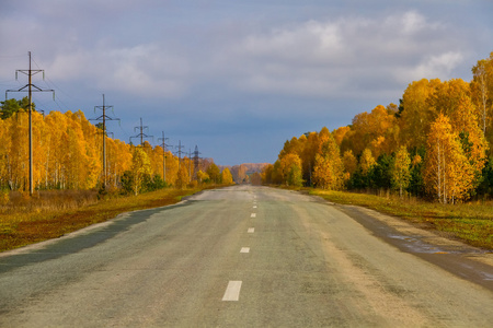 秋季道路两旁金黄的树