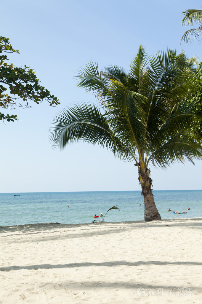 在海边的棕榈树