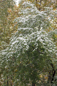 在院子里的绿树在第一雪