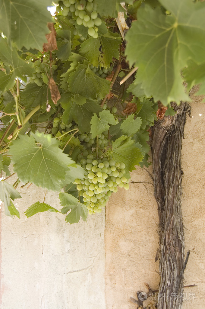 葡萄和藤树干