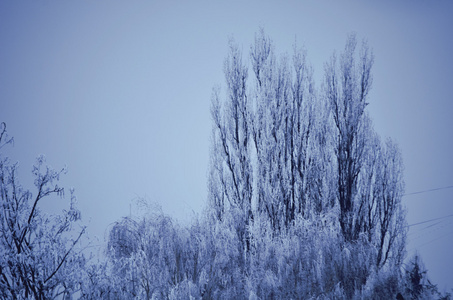 树枝上的霜冻图片