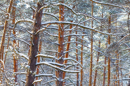 一场雪特写冬天树松林