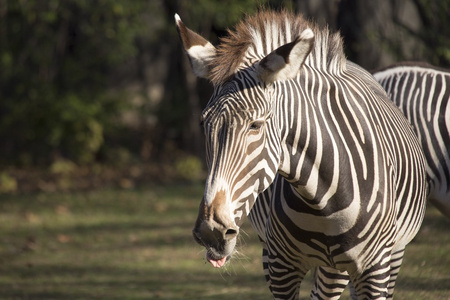 斑马quus quagga