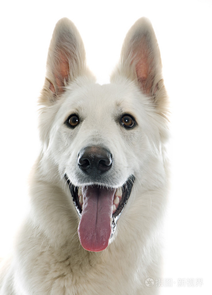 瑞士的白色牧羊犬