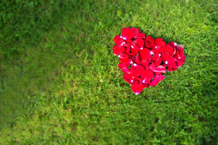 红色的心,从草地上玫瑰花瓣照片