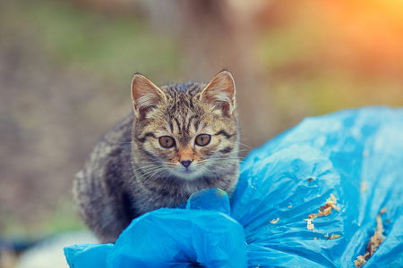 小猫在户外的肖像